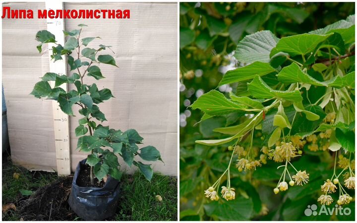 Саженцы растений