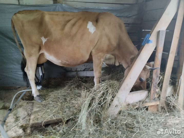 Молочные продукты