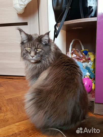 Нарисую вашего любимца. Акварель