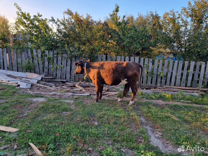 Продаеться тёлка стельная