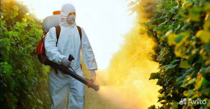 Введение плесени муравьи таракан клоп мыши