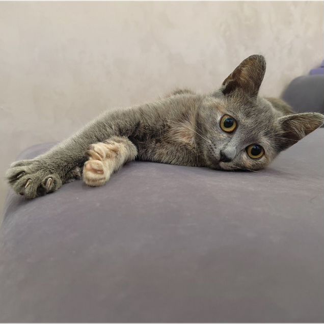 Котёнок в добрые руки