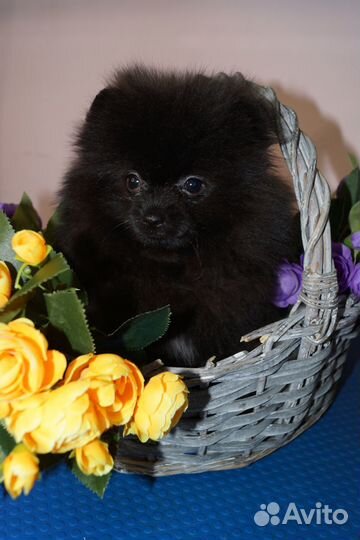 Шпиц девочка померанец