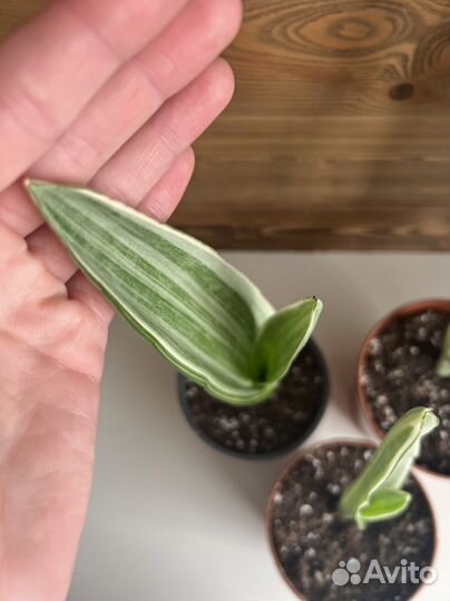 Сансивиерия металлика