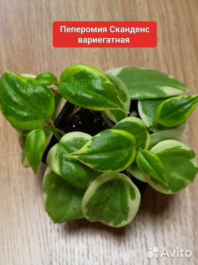 Часть 2 комнатные цветы