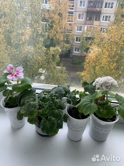 Пеларгония сортовая