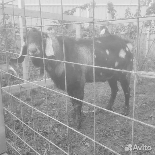 Нубийский козел 100 бронь до завтра 20.00