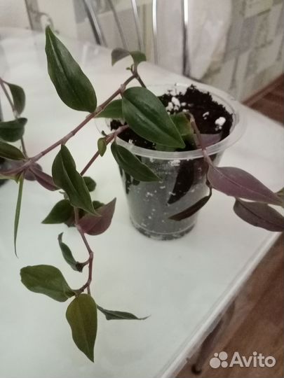 Традесканция ампельная