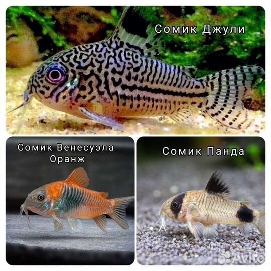 Скалярия,неон,фуркато,тернеции,гурами,молли,кревет