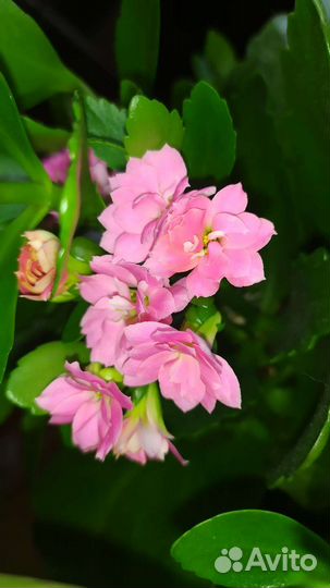 Каланхоэ постоянно цветущий