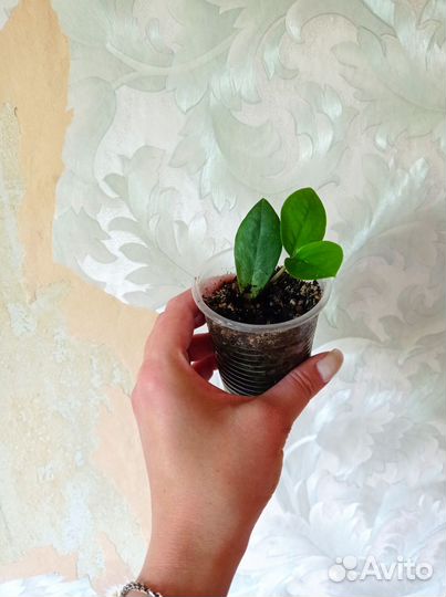 Замиокулькас (Долларовое дерево) отростки