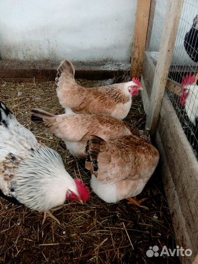 Мясо-яичные породы