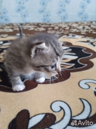 Котята бесплатно
