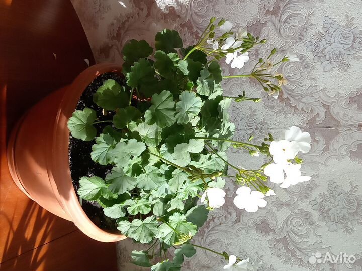 Герань пеларгония белая,розебутная красная