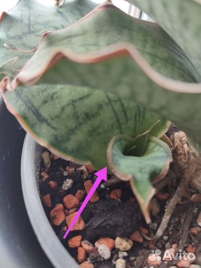 Сансевиерия Кирки Сильвер Блю, хавортии Лимифолия