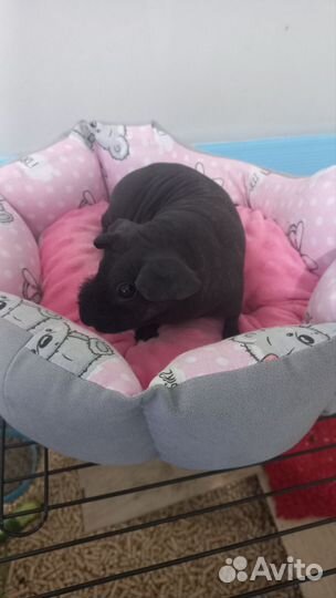 Морская свинка скинни