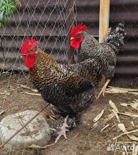 Молодые петушки