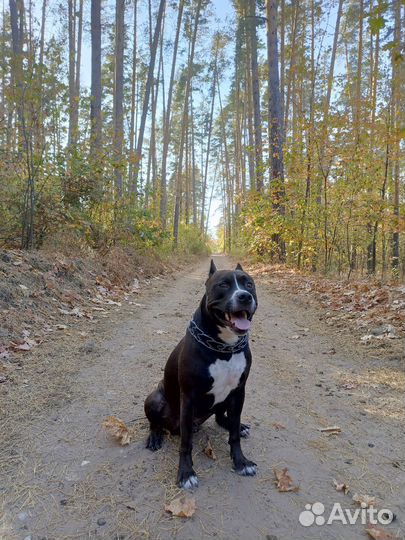 Щенки питбуля