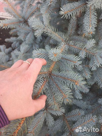 Голубые ели