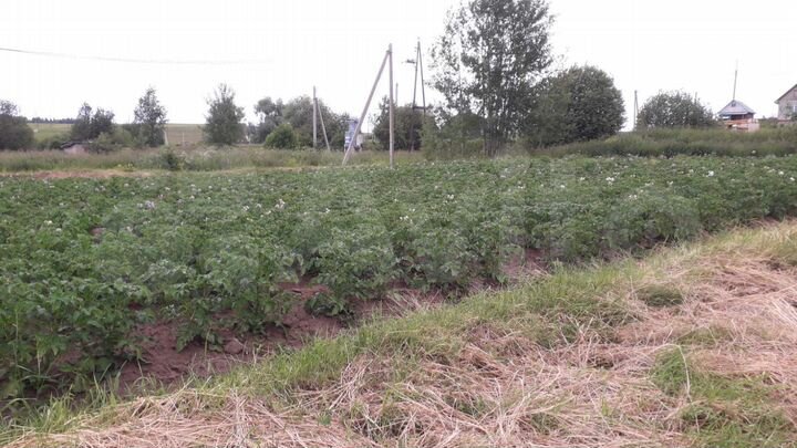 Участок 15 сот. (ИЖС)