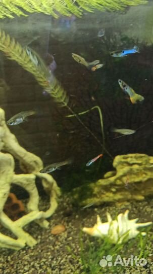 Гуппи Эндлера