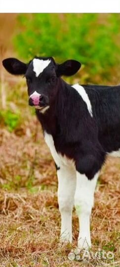 Крс молодняк