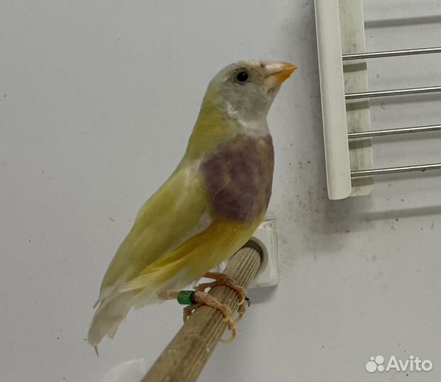 Амадины гульда