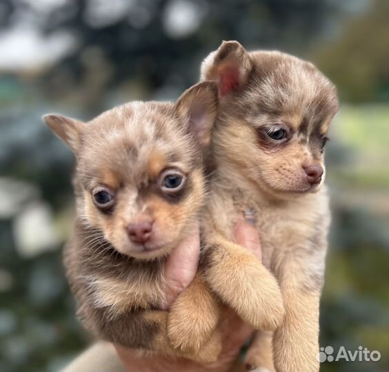 Щенки помчи