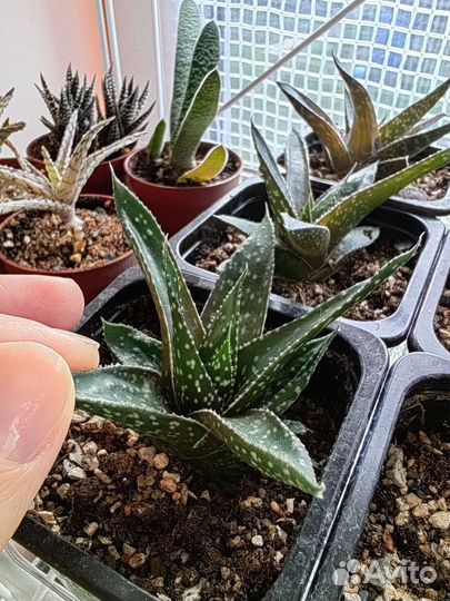 Суккуленты