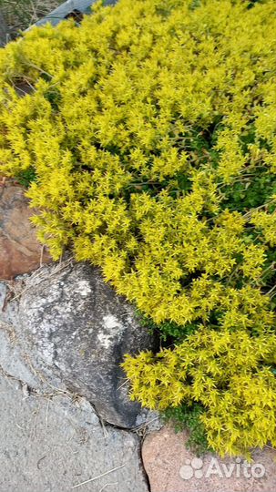 Очиток почвопокровный