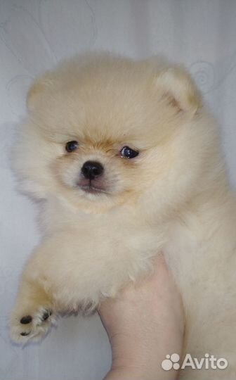 Шпицы малыши