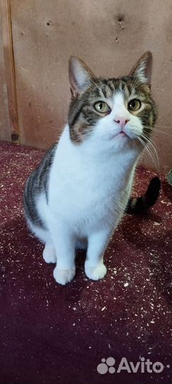 Котик Лютик в хорошую семью бесплатно