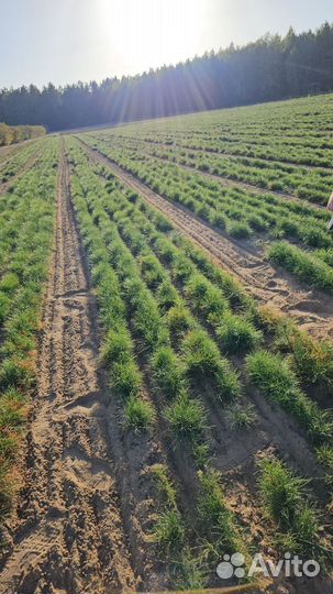 Саженцы ели окс от производителя