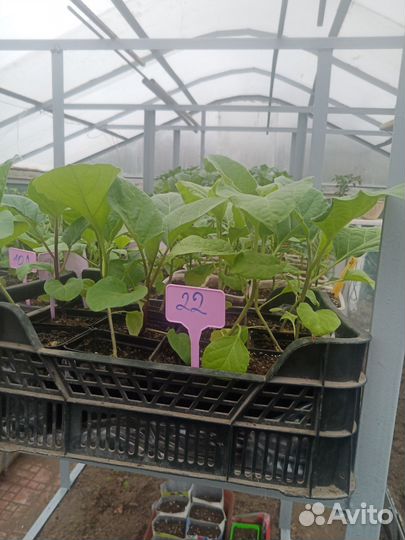 Рассада томаты,перцы, баклажаны
