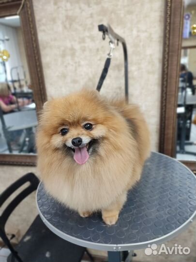 Груминг, экспресс-линька