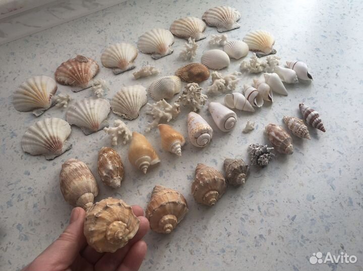 Морские ракушки раковины кораллы