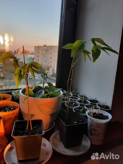 Грецкий орех саженцы