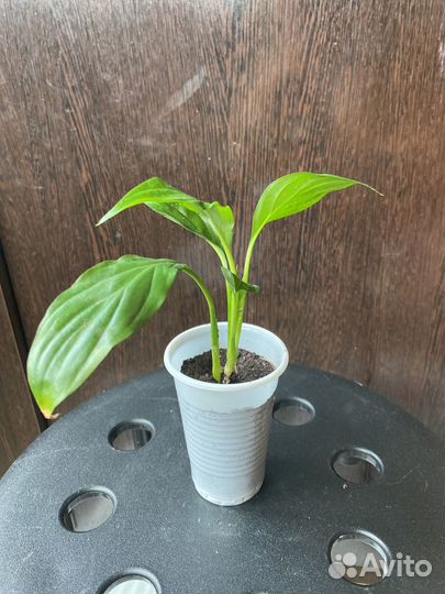 Спатифиллум Уоллиса