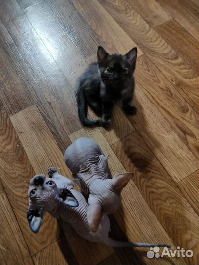 Котята сфинкса