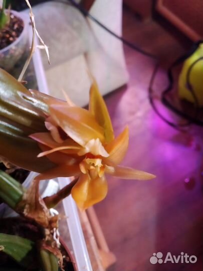 Сoelogyne speciosa x miniata