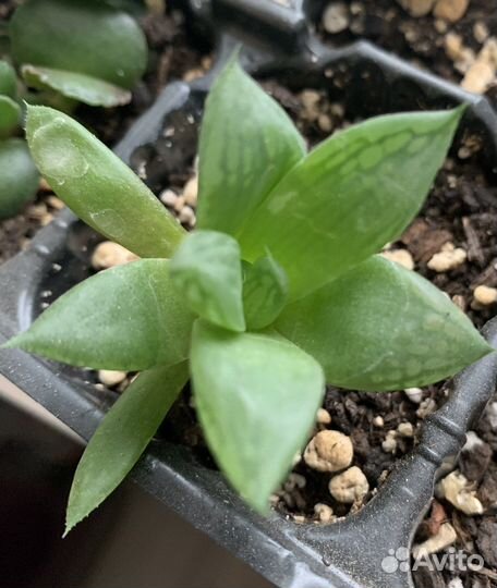 Хавортия и эхиверия