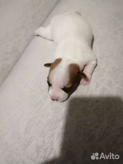 Джек Рассел терьер