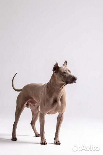 Тайский риджбек вязка