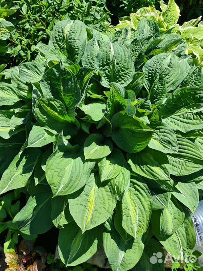 Хосты сортовые, многолетники