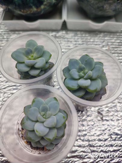 Суккуленты