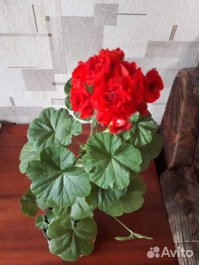 Герань (пеларгония ) или обменяю
