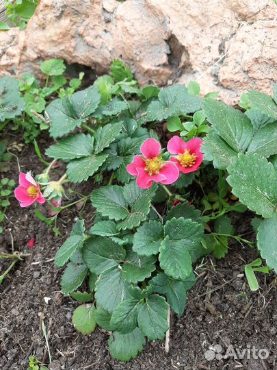 Ремонтантная земляника