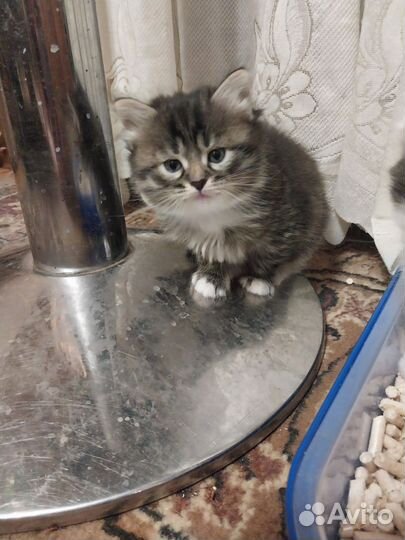 Британские котята