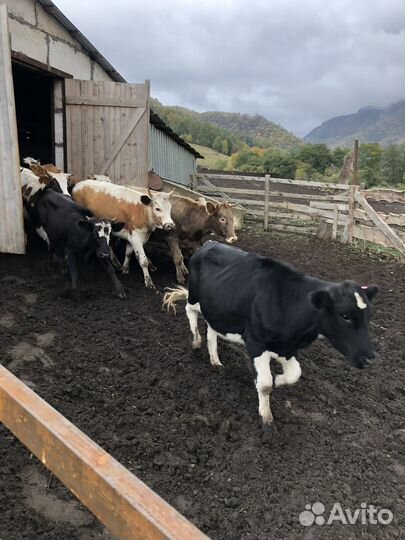 Телки 45 голов