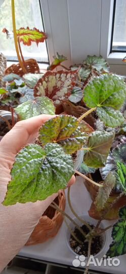 Бегония Мэсона